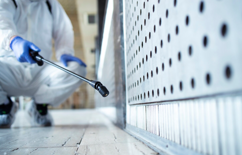 mold removal service